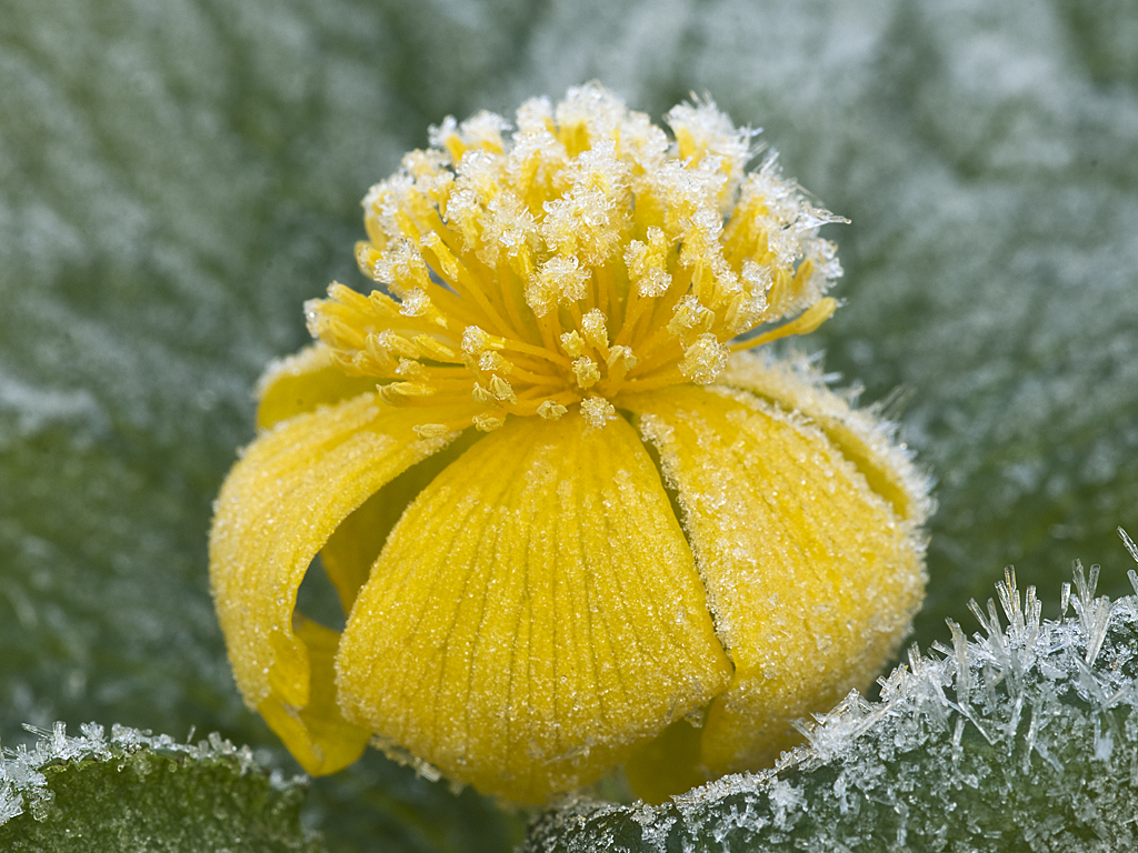 Caltha Palustris